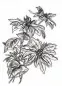 Mobile Preview: Mini Poinsettia 3D Embossing Folder from Tim Holtz by Sizzix 1