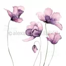 Große Tulpen Violet - Alexandra Renke - 12"x12"