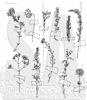 Forgotten Garden - Rubber Stamps - Tim Holtz - Stampers Anonymous
